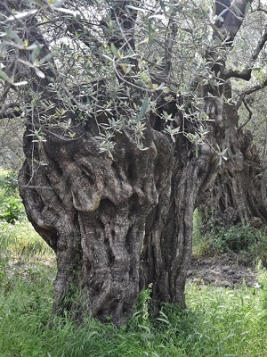 Akhisar da 1300 yıllık zeytin ağaçları