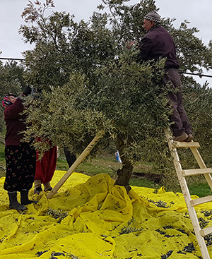 Anolive olive harvesting by hand