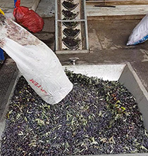 olive process