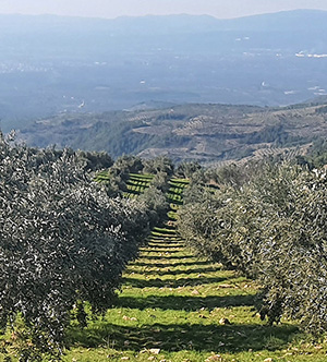 Anolive olive fields